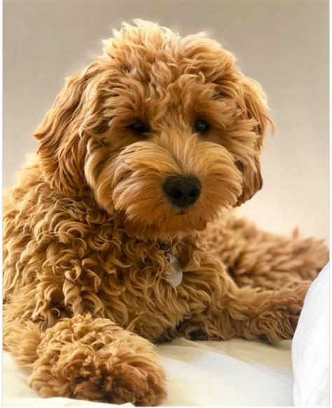 20 Goldendoodle Colors And Coat Patterns Explained (With Pictures)