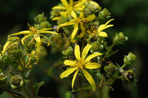 Starry Rosinweed Variety Silphium Asteriscus Asteriscus · Inaturalist