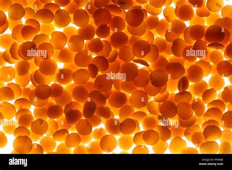 Pulses Red Split Lentil Or Masoor Dal On White Background Stock Photo