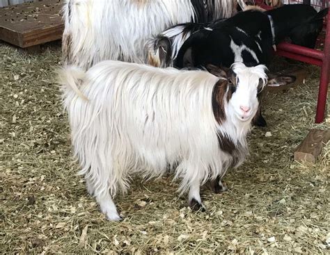 Myotonic Goats - HILL COUNTRY MINIATURE SILKY FAINTING GOATS