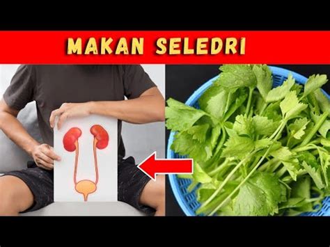 Ini Yang Terjadi Pada Tubuhmu Saat Makan Seledri Setiap Hari