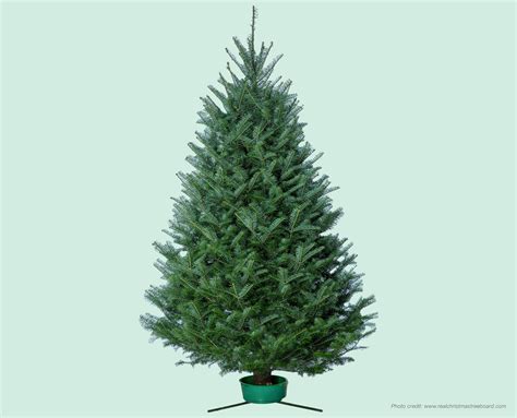 Canaan Fir Christmas Tree — Advent Christmas Tree Farm, LLC