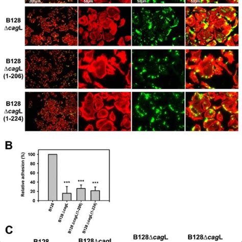 cagl  terminal coiled coil region  involved   pylori adhesion