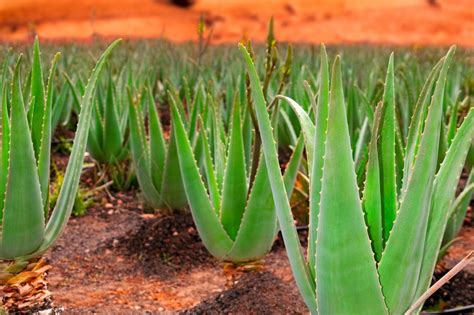 Aloe Vera Propriet Usi Benefici E Controindicazioni Magazine