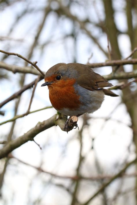 Round Robin | My images, Macro lens, Friendly