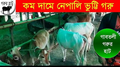 গাবতলী হাটে সেরা দামে সেরা গরু । নেপালী ভুট্টি হাসা ও রাজস্থানী গরুর