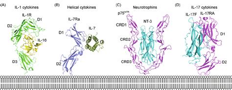 Diversity Of Cytokine Receptor Interactions The Structures Of Download Scientific Diagram