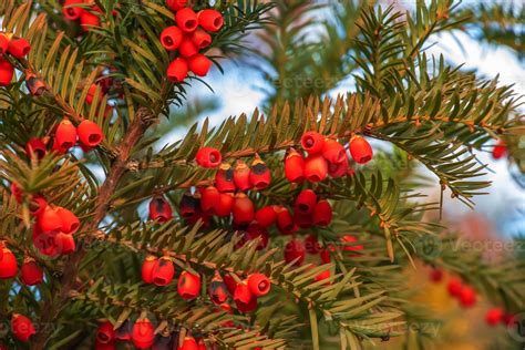 Yew Tree With Red Fruits Taxus Baccata Branch With Mature Berries Red Berries Growing On