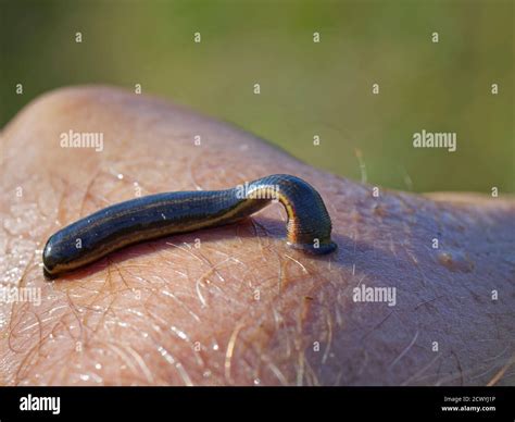 Medicinal Leech Hirudo Medicinalis A Rare Protected Species In The