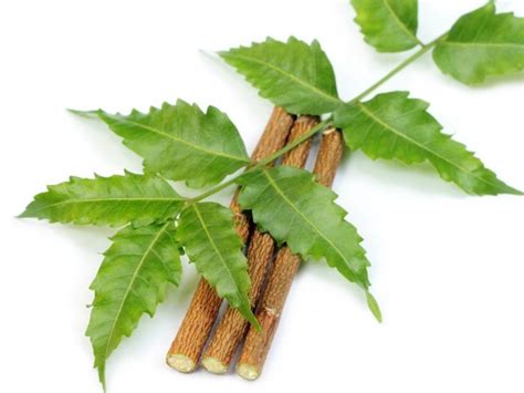 13 Impressive Benefits Of Neem Organic Facts