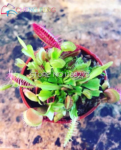 Dionaea Muscipula Venus Flytrap Seeds Pcs Pack Bestseedsonline