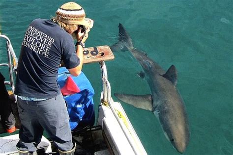 Sunlive Tracking Daisy The Great White Shark Into Tauranga The Bay