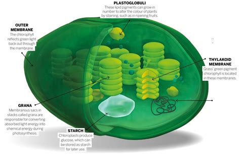 Why Is Grass Green? - How It Works | Everand