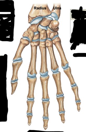 A P Lab Right Wrist And Hand Flashcards Quizlet