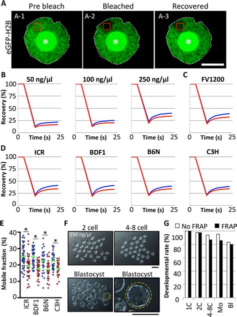 Optimization Of Fluorescence Recovery After Photobleaching Frap A