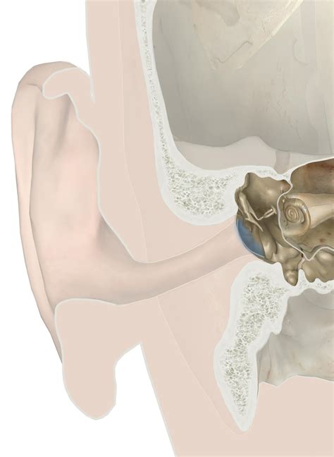 Bones Of The Ear - Anatomy Pictures And Information - Innerbody