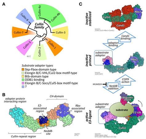 Ijms Free Full Text The Role Of Cullin Ring Ligases In Striated