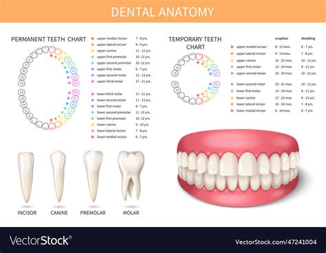 Human teeth anatomy Royalty Free Vector Image - VectorStock