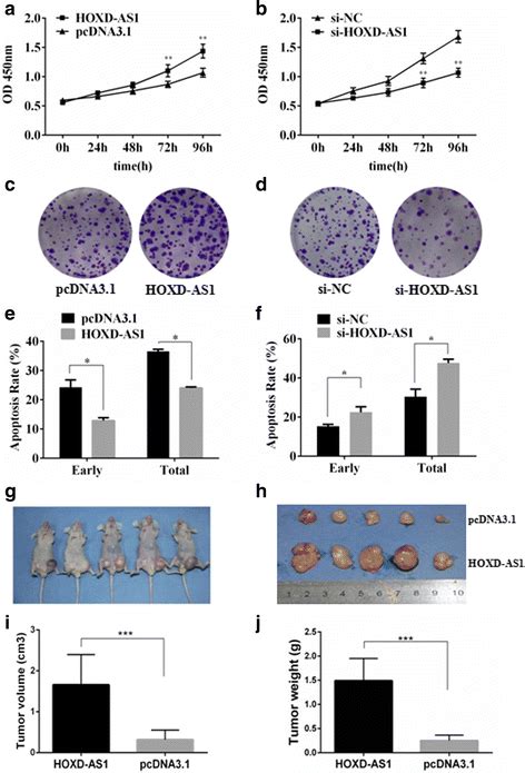 The Effect Of Hoxd As1 On Cancer Cell Growth In Vitro And In Vivo A