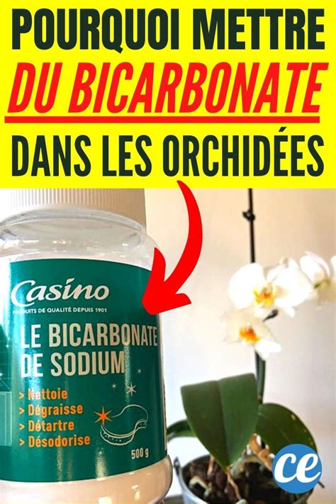 Pourquoi Faut Il Mettre Du Bicarbonate De Soude Dans Vos Orchid Es En