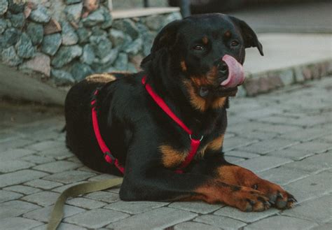 Unveiling the Overlooked Health Risks in Rottweiler Dogs