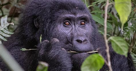 Uganda Tage Gorilla Schimpansen Und Wildtier Safari Getyourguide