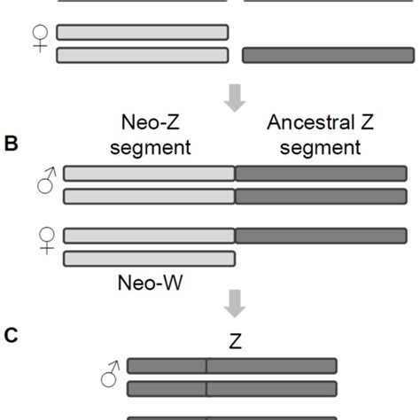 Possible Evolutionary Pathway From An Ancestral Z Zz Sex Chromosome Download Scientific