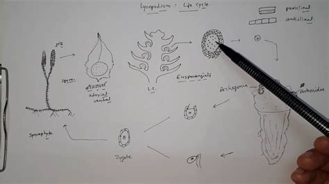 Lycopodium Life Cycle YouTube