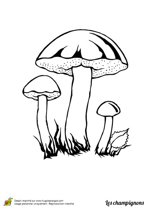 Coloriage Champignon Bolets Raboteux Sur Hugolescargot