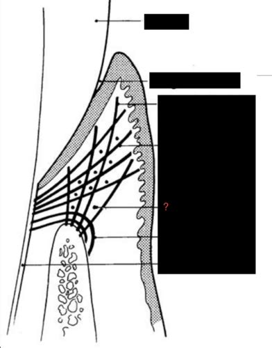Gingiva Fibers Flashcards | Quizlet