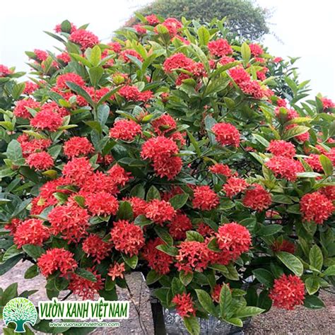 huong  chi tiet gioi thieu ve hoa  don day du hinh anh va thong