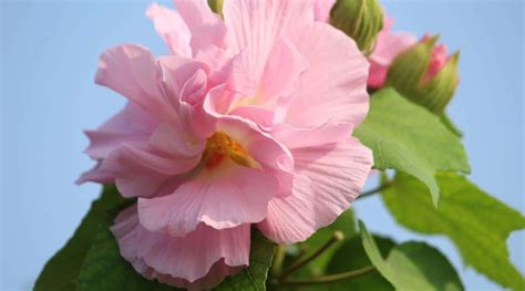 41 Different Types Of Hibiscus Varieties For Your Garden