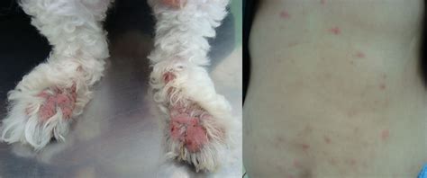 Dermatology In Dogs And Cats Intechopen