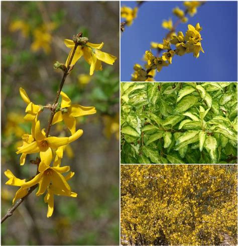 Forsythia 'Multiple Varieties' Forsythia from Scotts Garden Centre