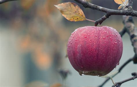 Kostenlose foto Apfel Baum Natur Ast blühen Bauernhof Frucht