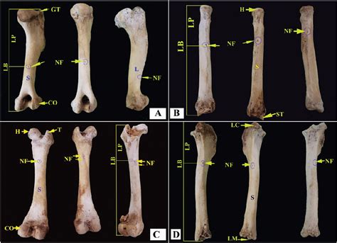 Figure 1 From Diaphyseal Nutrient Foramina In The Humerus Radius