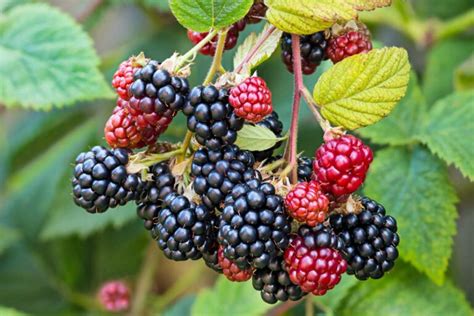 How To Plant And Grow Blackberry Bushes Gardeners Path