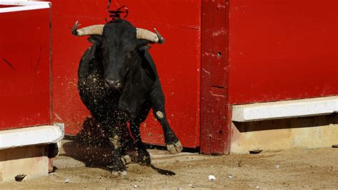 Bullfighter Gored In The Groin Carried Out Of Ring Bleeding And