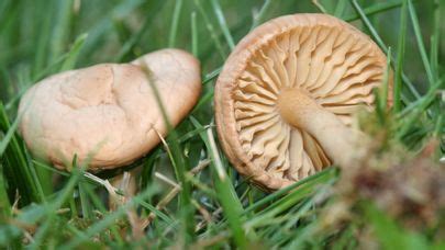 Marasmius Oreades The Ultimate Mushroom Guide Recipes