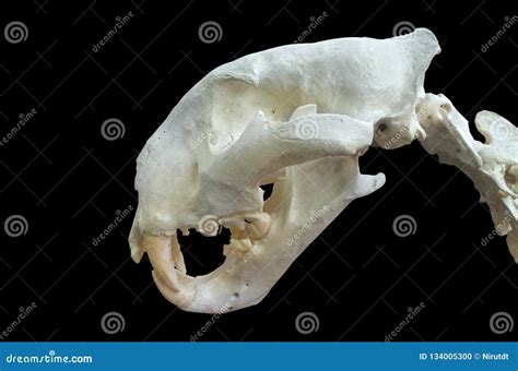 Tiger skull stock photo. Image of body, black, biology - 134005300