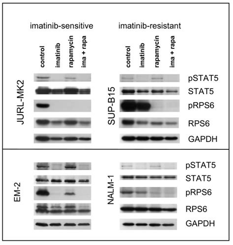 Effect Of Imatinib And Rapamycin On Phosphorylation Of STAT5 And RPS6