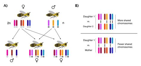 “im Xy And I Know It” Sex Determination Systems 101 Science In The News