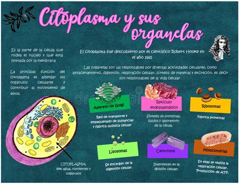 Citoplasma Organelas Infografia Y Sus Partes De Y Estructura De La Organela Y Como Se Encu Docsity