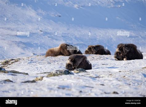 The Muskox With Scientific Name Ovibos Moschatus In Dovrefjell