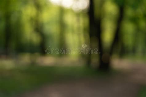 Nature Blur Background of Park or Forest on Sunny Day Stock Photo ...