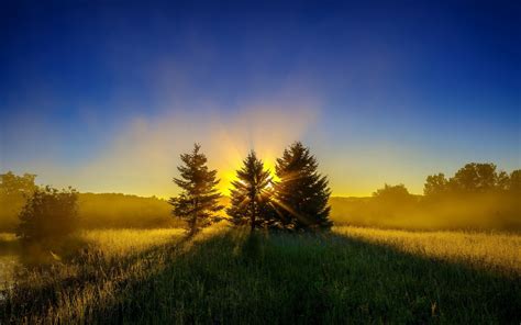 Trees, Grass, Sunset, Sky wallpaper - Coolwallpapers.me!