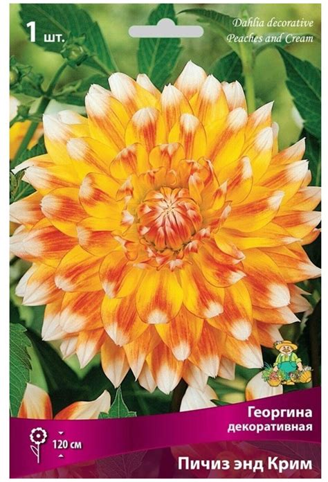 Георгина пичез энд крим (40 фото)