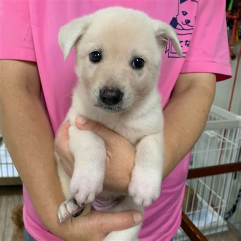 「子犬ちゃんの家族を探しています」愛知県 犬の里親募集 426865 3枚目の画像 ペットのおうち【里親決定25万頭！】