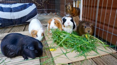 Guinea Pigs Move Outdoors Youtube