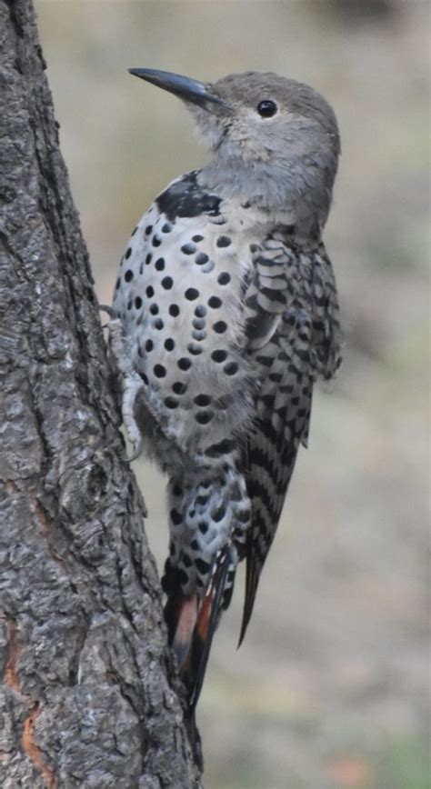 Juvenile northern flicker - FeederWatch